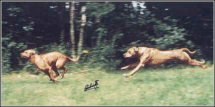 Kraft und Ausdauer beim Rhodesian Ridgeback