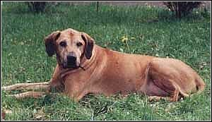 Rhodesian Ridgeback